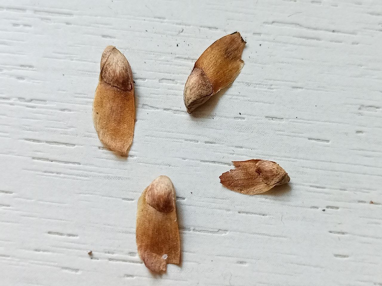 Семена лиственницы